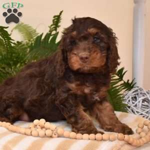 Midnight, Cavapoo Puppy